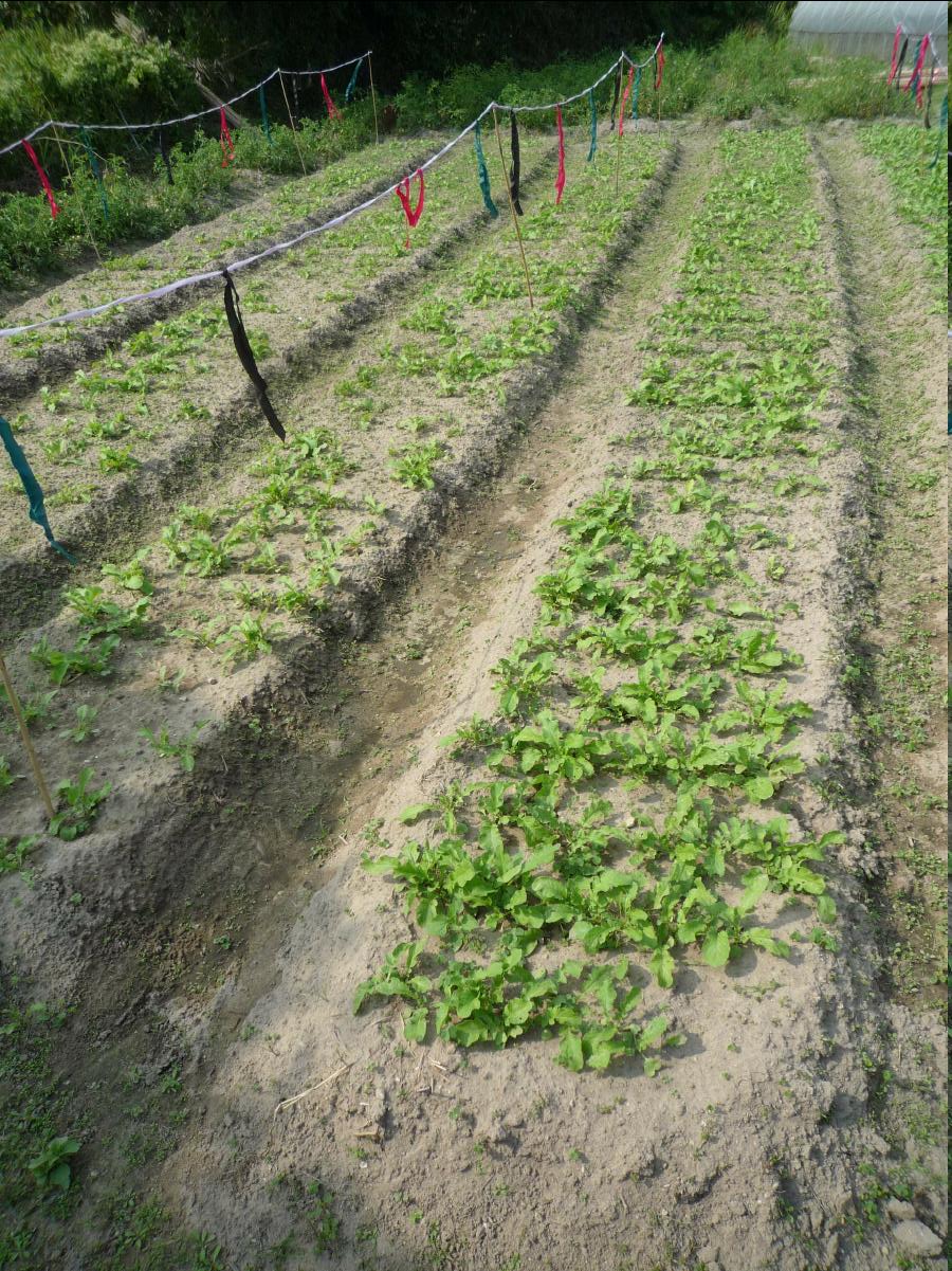 20101127 THE Organic Farm03